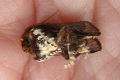 Limacodidae