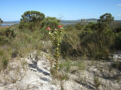 Banksia coccinea