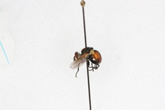 Gymnosoma