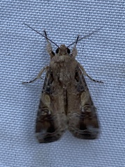 Spodoptera frugiperda