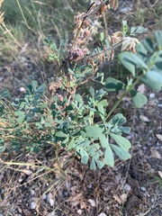 Hippocrepis emerus