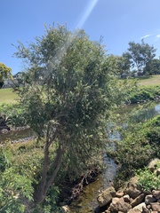 Melaleuca viminalis