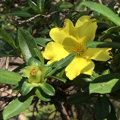 Hibbertia cuneiformis
