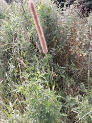 Phleum pratense
