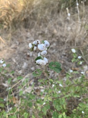 Xeropicta derbentina