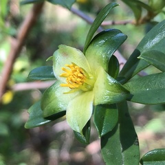Hibbertia cuneiformis