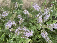 Mentha spicata