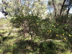 Hibbertia cuneiformis