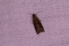 Ancylis diminuatana
