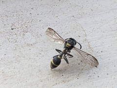 Myrapetra