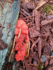 Tubifera ferruginosa