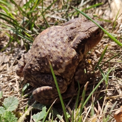 Bufo spinosus