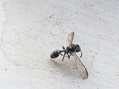 Myrapetra
