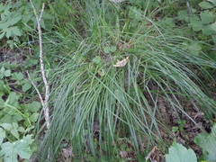 Carex cespitosa