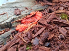 Tubifera ferruginosa