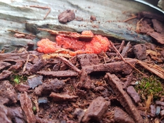 Tubifera ferruginosa