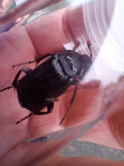 Nicrophorus humator