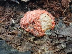 Tubifera ferruginosa