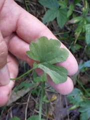 Ranunculus auricomus