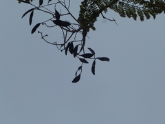 Peltophorum pterocarpum