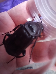 Nicrophorus humator