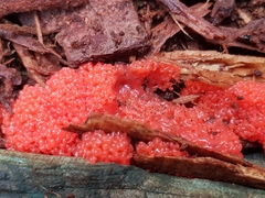 Tubifera ferruginosa