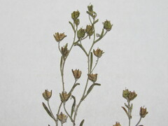 Chaenorhinum minus
