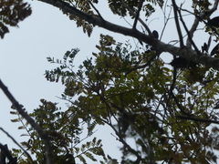 Peltophorum pterocarpum