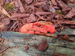 Tubifera ferruginosa