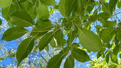 Cinnamomum micranthum
