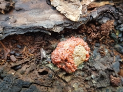 Tubifera ferruginosa