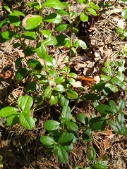 Vaccinium vitis-idaea