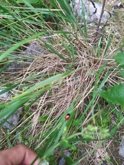 Chrysomela populi