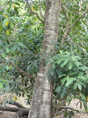 Peltophorum pterocarpum