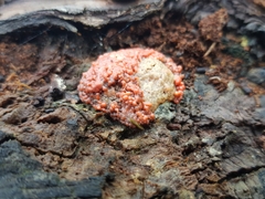 Tubifera ferruginosa