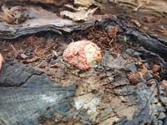 Tubifera ferruginosa