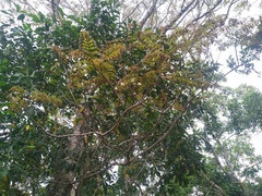 Peltophorum pterocarpum