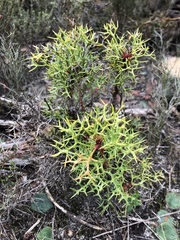 Isopogon ceratophyllus