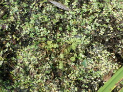 Salvinia natans