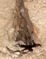 Noctuoidea