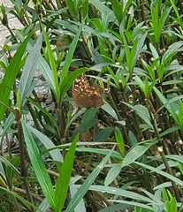 Junonia lemonias