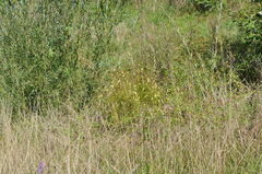 Linaria vulgaris