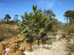 Hakea cucullata