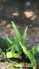 Asplenium scolopendrium