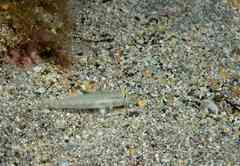 Gnatholepis thompsoni