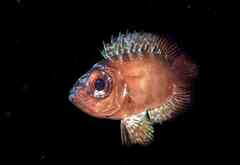 Heteropriacanthus fulgens