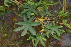 Ricinus communis