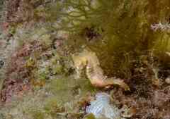 Hippocampus hippocampus