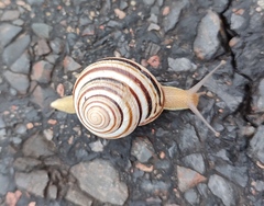 Caucasotachea vindobonensis