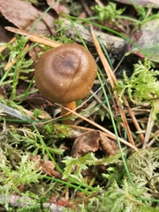 Cortinarius cinnamomeus